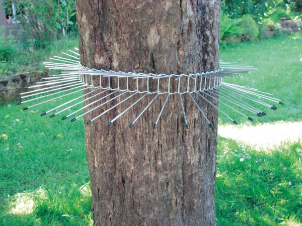 Katzenabwehrgürtel für Bäume Umfang 70 cm - effektiver Kletterschutz für Höhlen- und Freibrüter